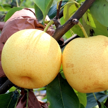 2019 fresh crown pear