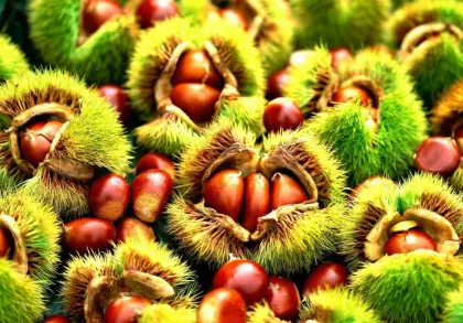 Economic crop fresh chestnut