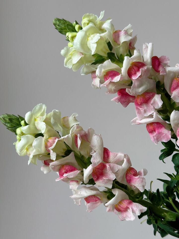 Pink and white Snapdragon