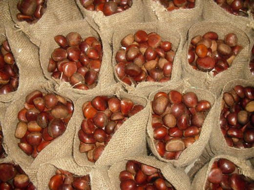 fresh chestnut packed in jute bag 