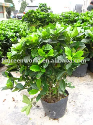 Gardenia jasminoides flower shrub trees