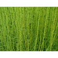 Kochiae Fructus Extract