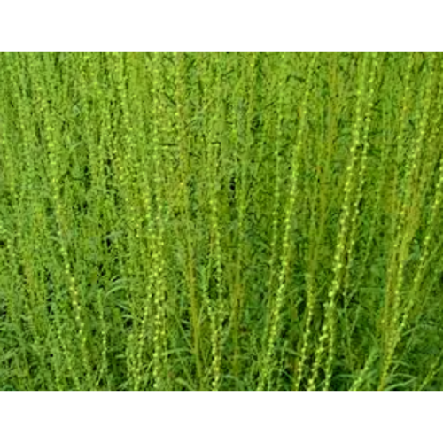 Kochiae Fructus Extract