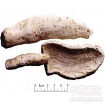 Radix Trichosanthis Snakegourd Root tianhua fen