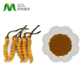 Cordyceps kivonja a por 10% -30% poliszacharidokat