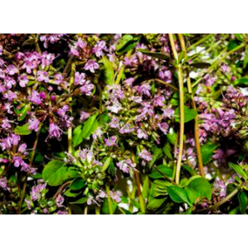 Natural Thymus Vulgaris Extract