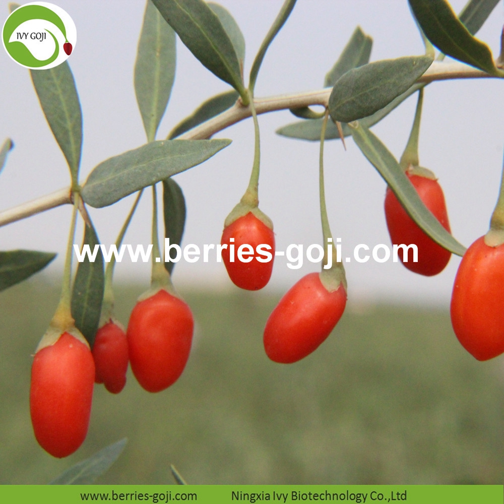 organic goji berry