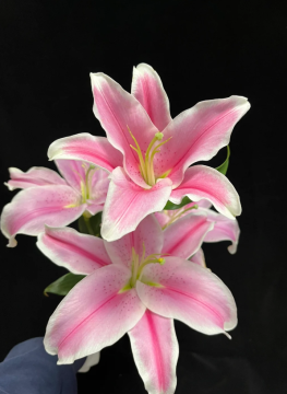 Sorbonne Pink Lily Multi Head Flower Arrangement