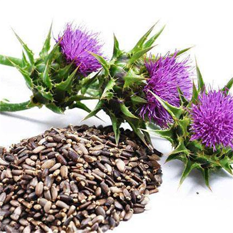 Milk Thistle 2