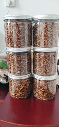 mealworm for the earthworm
