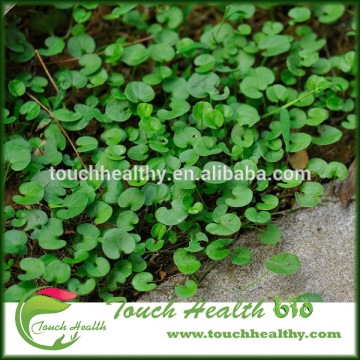2016 Touchhealthy supply Creeping Dichondra Herb seeds/Lawn grass seeds
