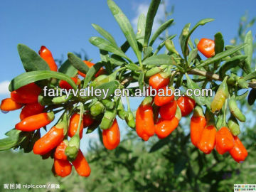 Certified organic ningxia dried goji berry healthy nutriton wolfbery