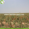 Dostawa fabryczna Naturalne owoce jagodowe Goji