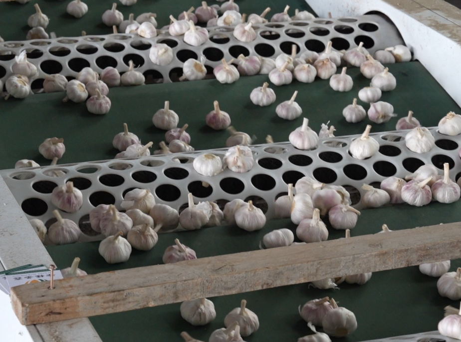 Garlic of various specifications