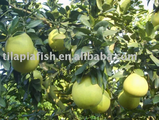 green skin pomelo grapefruit