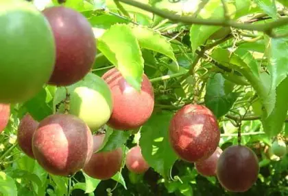 Passion Fruit Plant Fruit