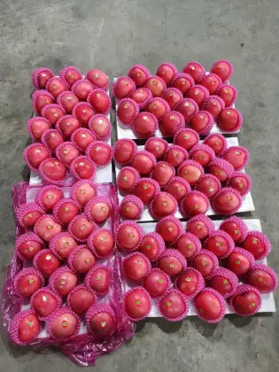Fresh Full Red Color Paper Bag FUJI Apple