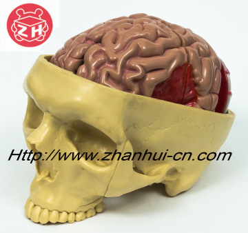 Human Cerebrum Model (ZH-PVT007)