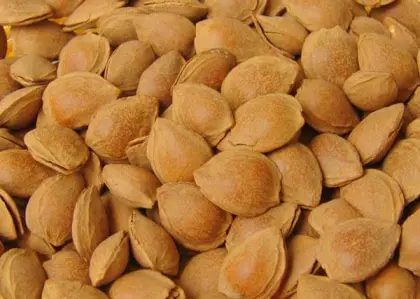 Apricot Kernels Almond Nuts