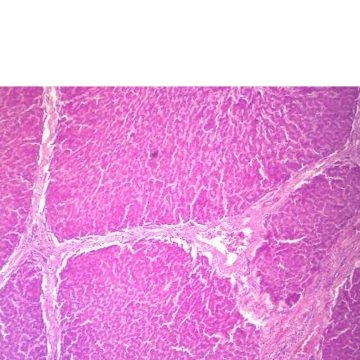 Pack of 10 Human Tissue Histology Microscope Slides