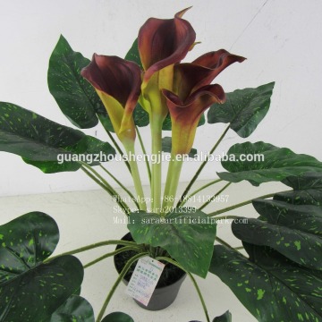 ornamental foliage plants,green small foliage plants,