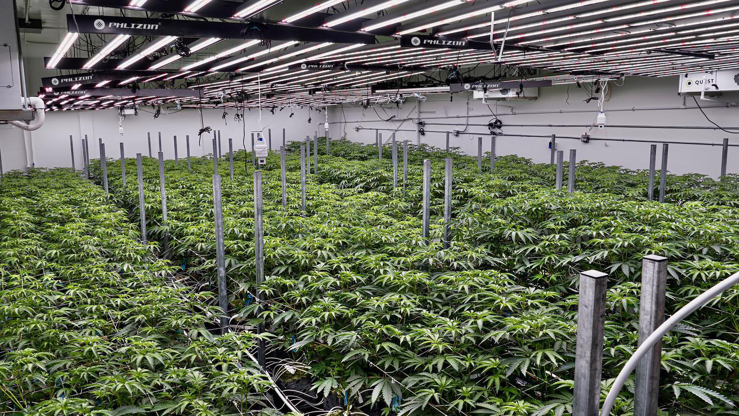 crecer la luz grow light