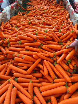 Bulk Export Orange Red Carrot