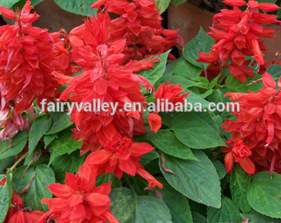 Red Salvia Seed Beautiful Flower Seeds For Planting