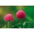 Red Clover P.E. 2.5%