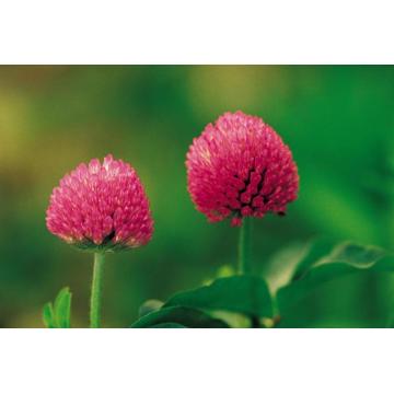 Red Clover P.E. 2.5%