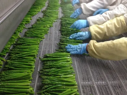 Fresh Green Color Frozen Green Asparagus Speras