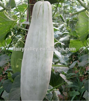 New hybrid F1 long sweet melon seeds For Growing-Yang Jiao Cui