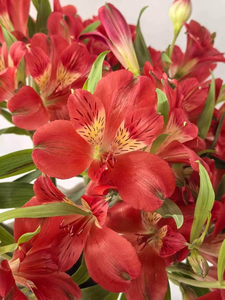 Red Alstroemeria