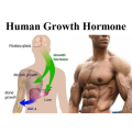 HGH 191AA / HGH Growth Hormone Somatropina