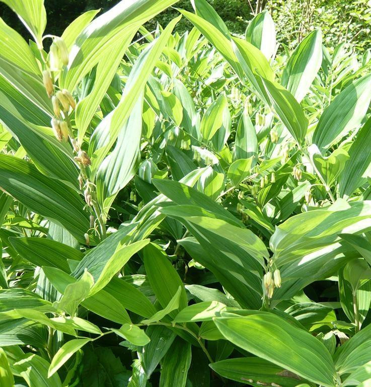 polygonatum extract