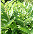solomon's seal extract Sale