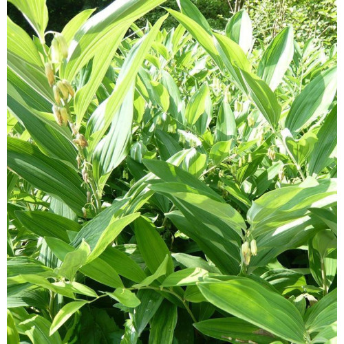 solomon's seal extract Sale