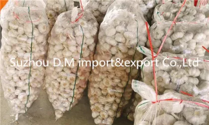 China farm fresh garlic