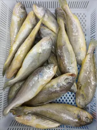 FROZEN SMALL YELLOW CROAKER /BABY YELLOW CROAKER