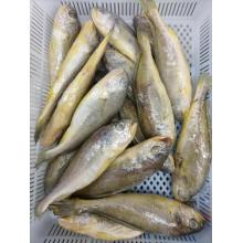 Small Yellow Croaker Seafood