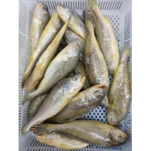 Small Yellow Croaker Seafood