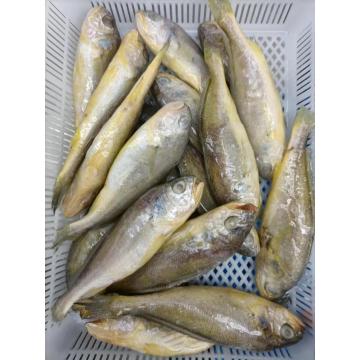 Small Yellow Croaker Seafood