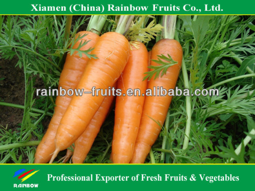 Fresh vegetable of Red Carrot with best quality 316 type