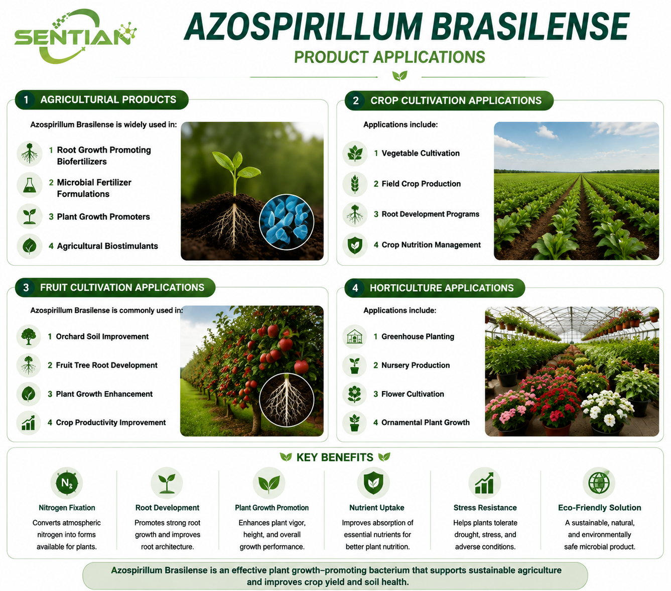 Azospirillum brasilense（2）