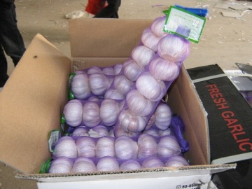 pure white garlic ( custom packing)