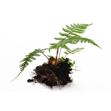Pure Dryopteris Crassirhizoma Extract for Optimal Health Benefits