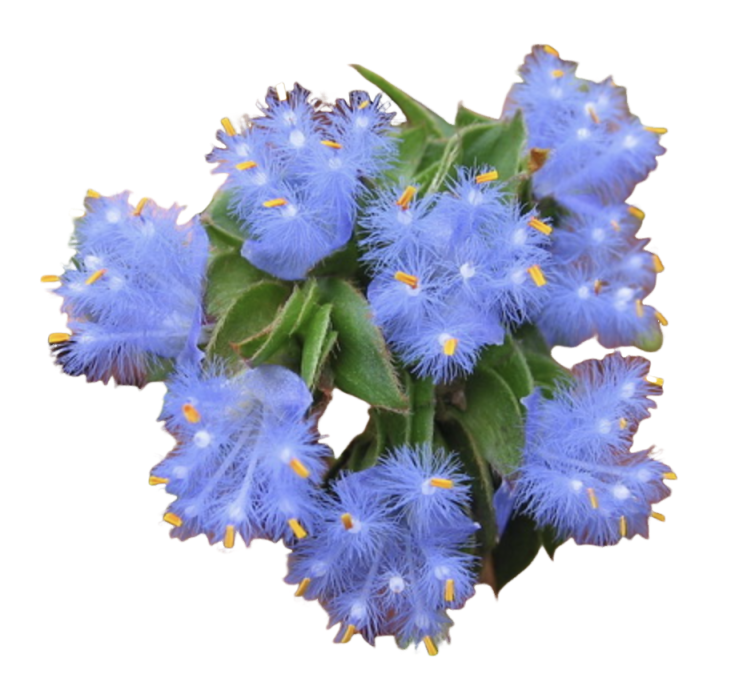 Natural Ecdysterone Powder