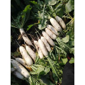 Authentic white radish good taste