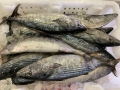 Frozen Auxis Thazard Bonito Skipjack Tamanho de 1 kg