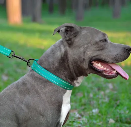 Reflective Dog Collar with Buckle